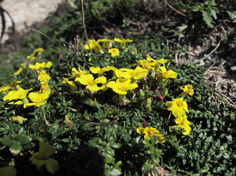 Morisia monanthos